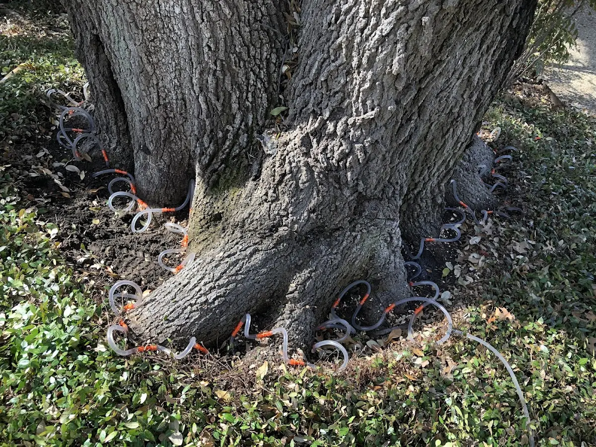 Detailed Tree Cabling and Bracing job site in Harpursville
