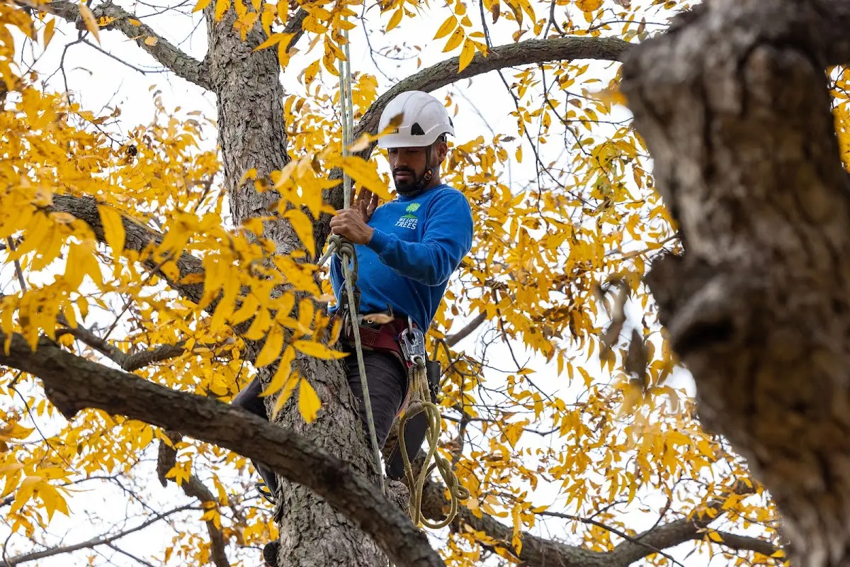 Skilled Tree Pruning crew working in Harpursville