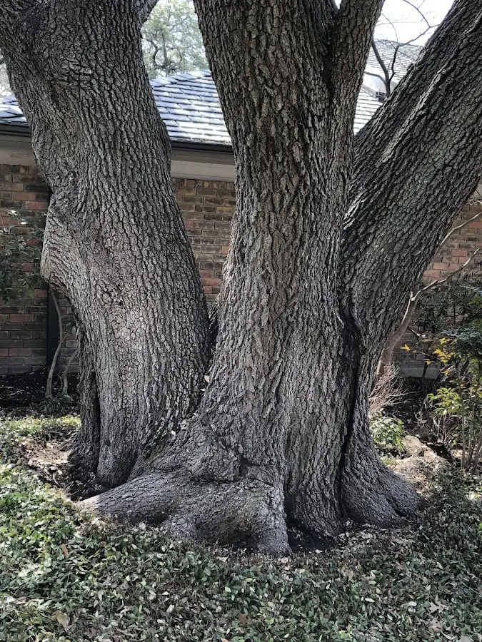 Mature heritage tree close to a Harpursville property cared for by certified arborists